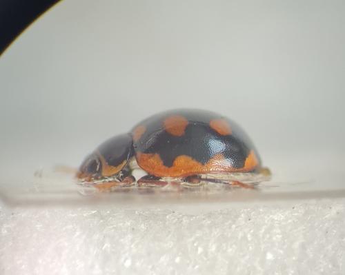 Réf. 283 535 : Coccinula sinuatomarginata